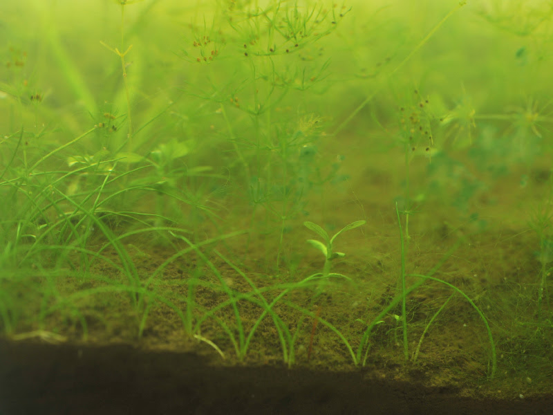 Aquarium