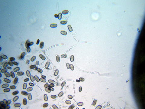 トレニア 花粉管誘導物質の発見