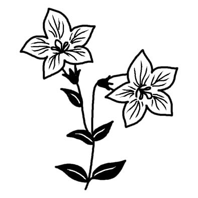 キキョウ3 コスモス キキョウ 桔梗 秋の花 無料 白黒イラスト素材