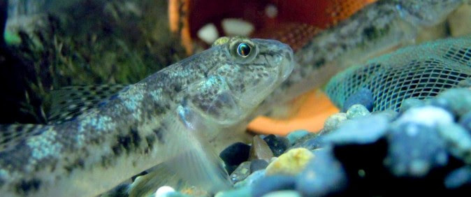 ハゼの飼育方法