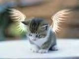 cat angel icon