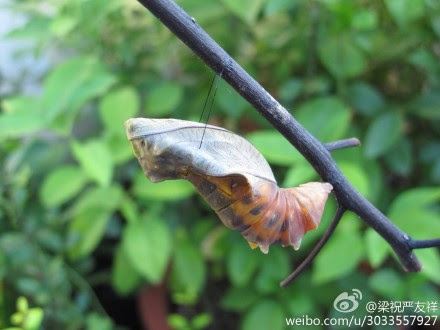 蛹化蝶的全过程 你见过吗 中国宁波网 新闻中心
