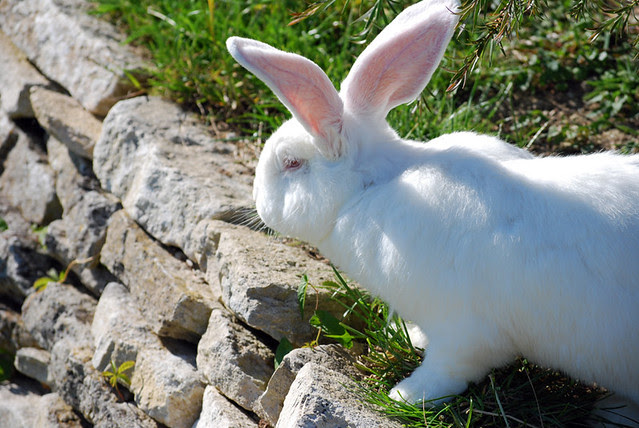 Rabbits n Stuff