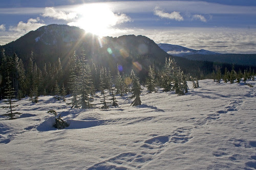 paradise meadows
