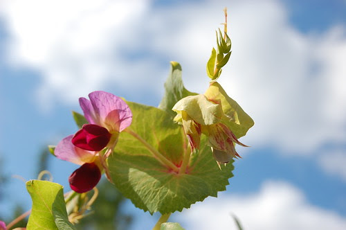 Red-podded pea F3
