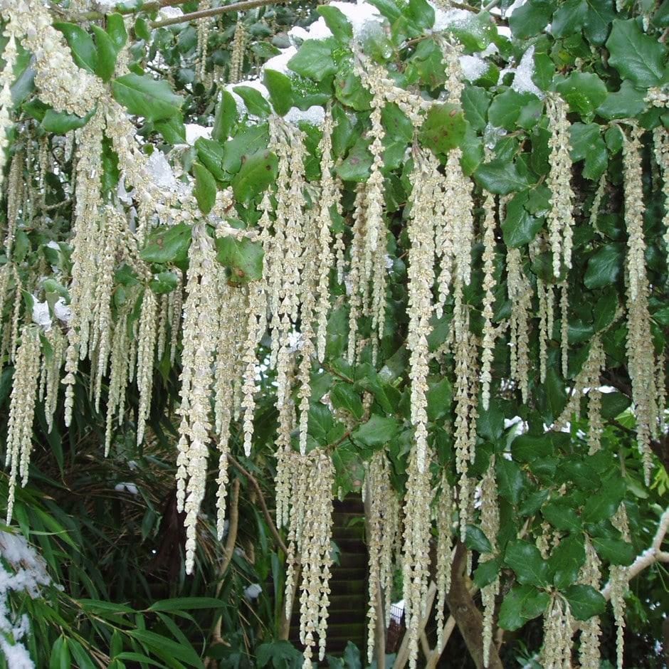 Buy silk-tassel bush Garrya elliptica James Roof: £24.99 