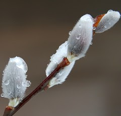 pussy willows