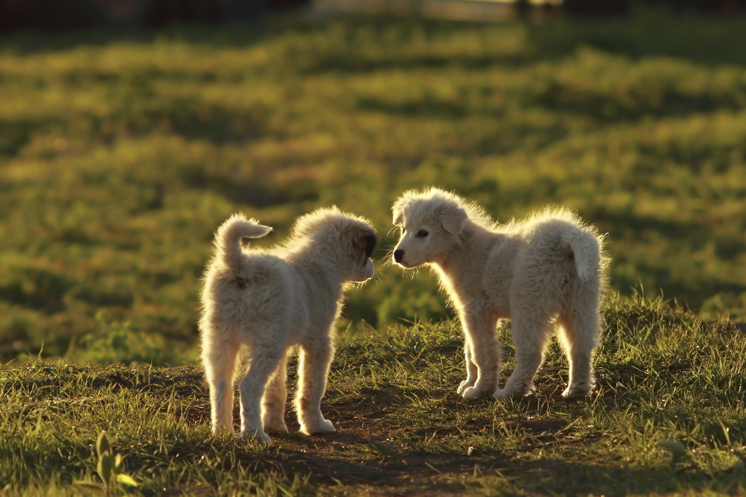 How to train your puppy to become a well-behaved dog
