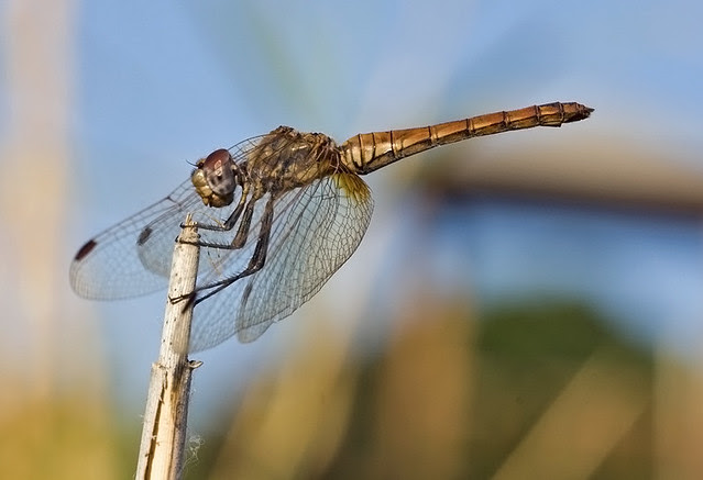 Sympetrum fonscolombii female