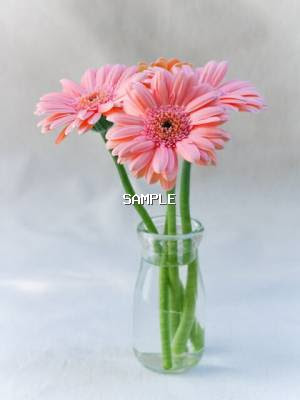 スマホ向け無料花の待ち受け画像 Mobile Flower Pot 画像表示