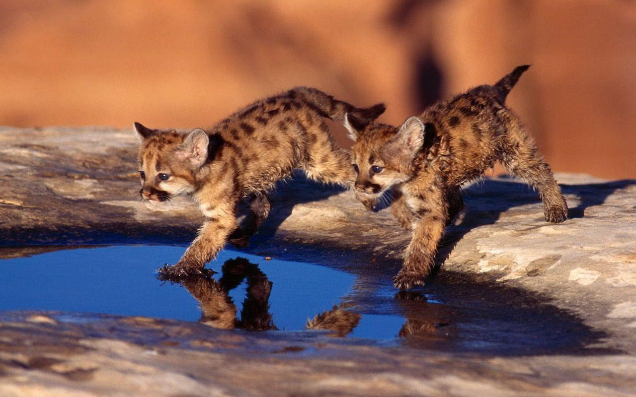 Cute Baby Animal Wallpapers - Wallpaper Cave