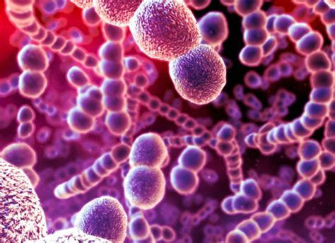 ideas  streptococcus pneumoniae  pinterest