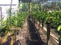 Vườn lan ngọc điểm đai châu cực đẹp chuẩn bị bán tết