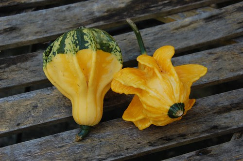 gourds