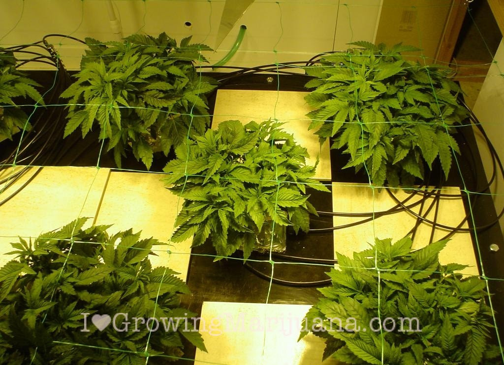How To Grow Marijuana Hydroponically
