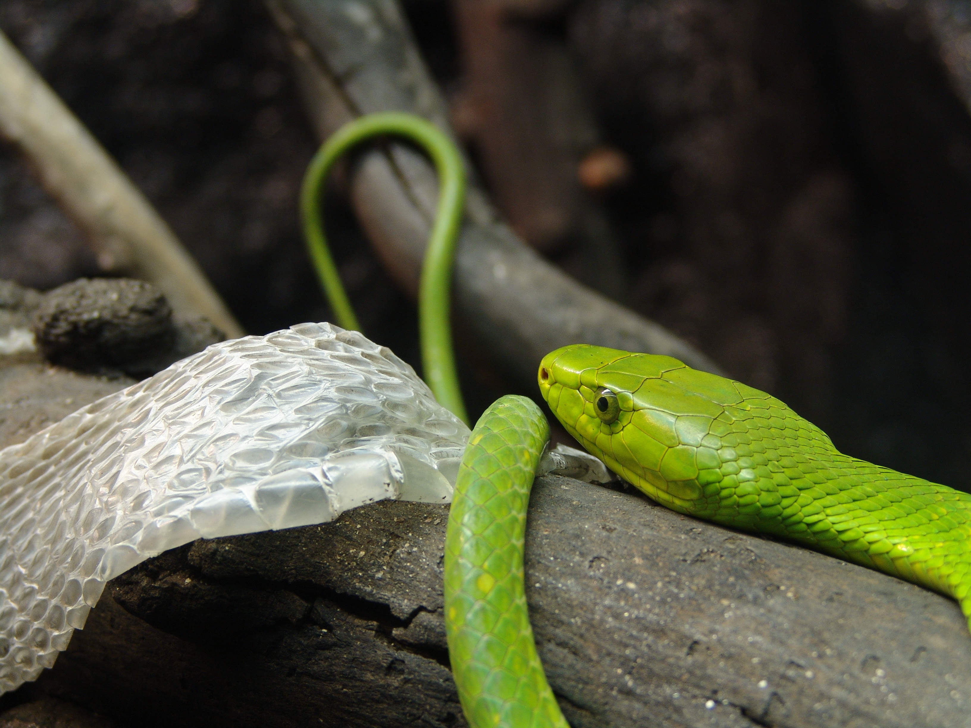 http://upload.wikimedia.org/wikipedia/commons/6/62/Eastern_Green_Mamba.jpg