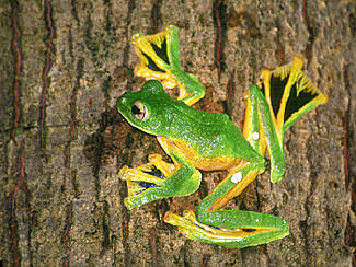 http://bioweb.uwlax.edu/bio203/s2009/houk_step/wallaces-flying-frog.jpg