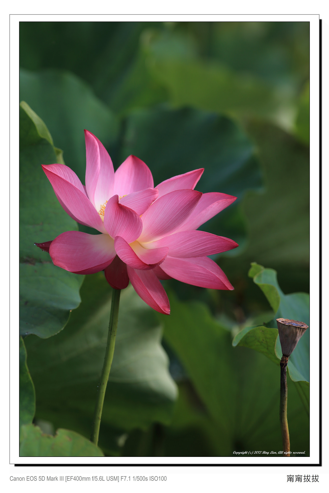 frame_BING4616