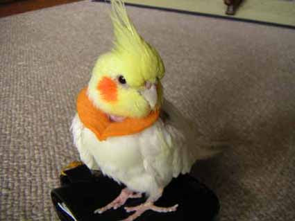 恵比寿 Bird Clinic Mai