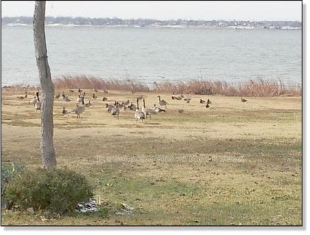 Geese 2012
