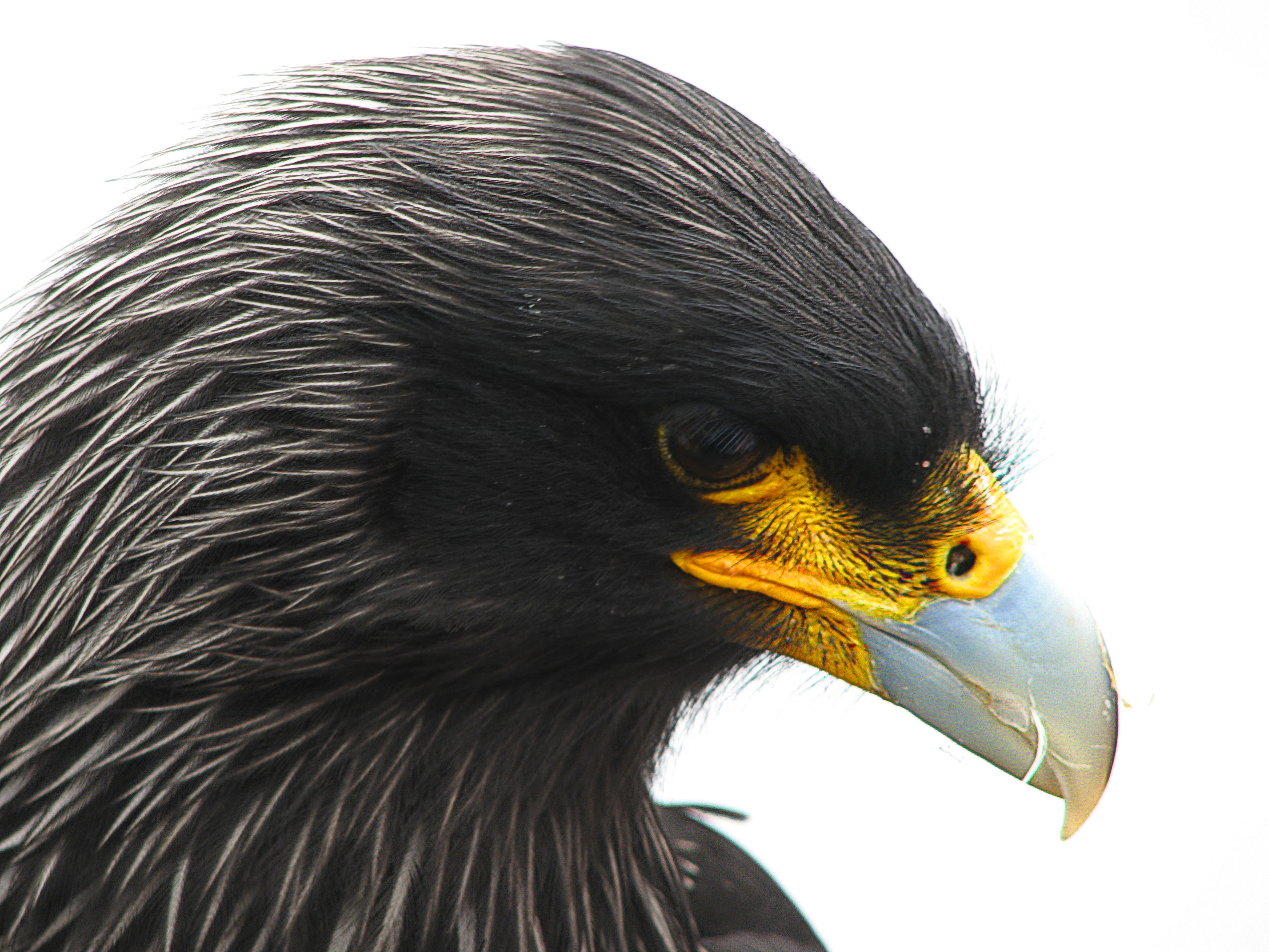 フリー画像 動物写真 鳥類 猛禽類 隼 ハヤブサ ホークランドカラカラ 画像素材なら 無料 フリー写真素材のフリーフォト