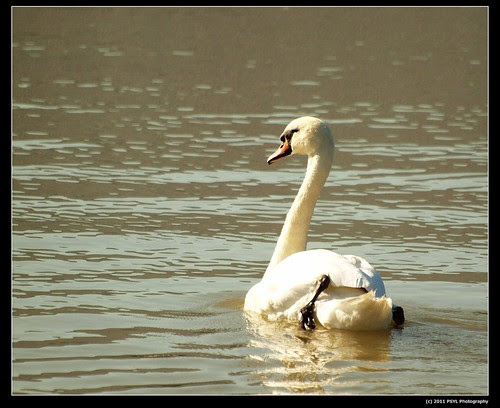 Mute Swan (Cygnus olor)