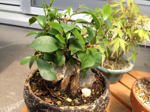 気根も増える ガジュマル盆栽を育てる方法 Banyan Bonsai 観葉植物ブログ緑組 植物の育て方
