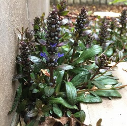 アジュガチョコレートチップ２０１７年４月のお花 A Day In The Life