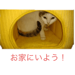 Lineスタンプ かわいい猫 の完全一覧 全1000種類