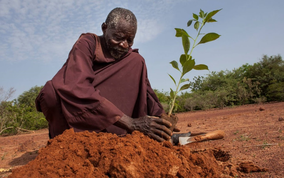 Homem consegue fazer uma floresta crescer em pleno deserto. Entenda como