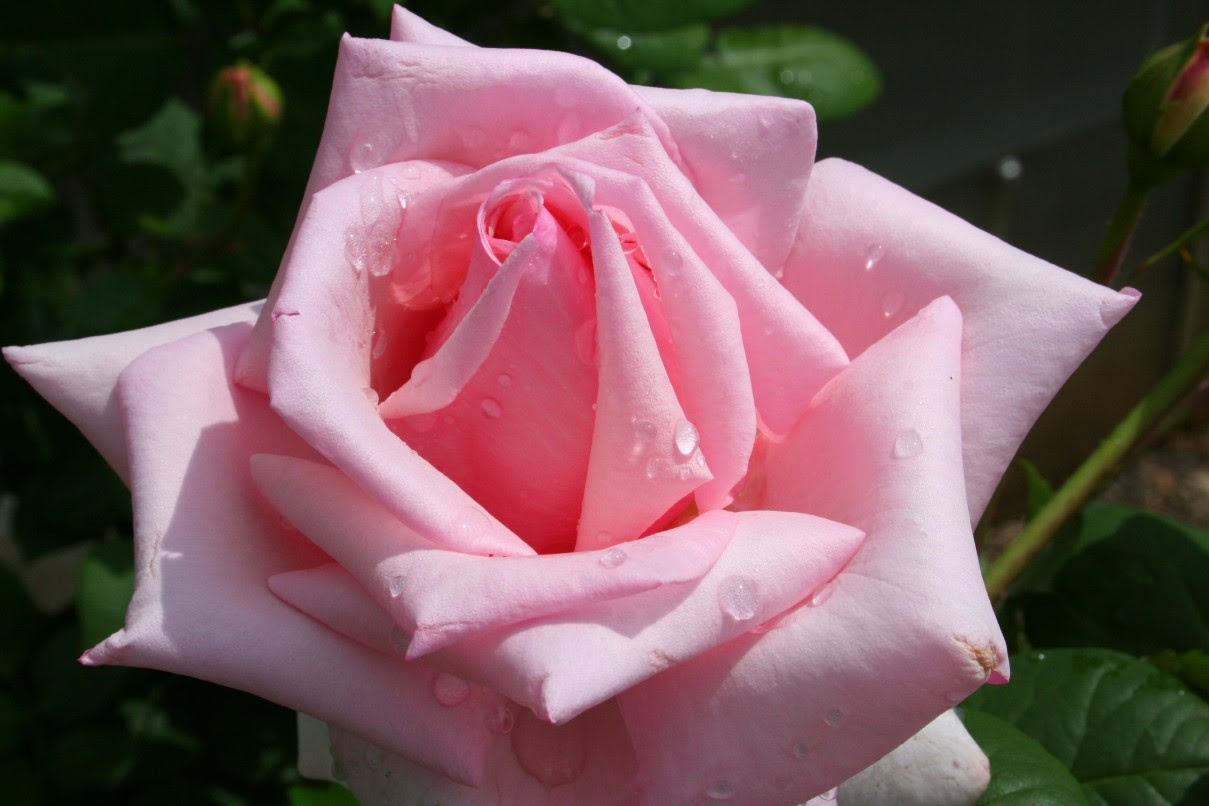 pink rose