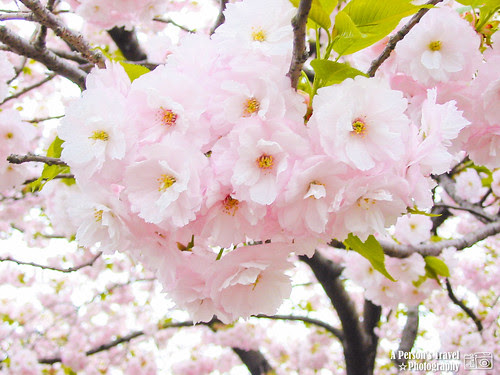 初見日本櫻花 @東京皇居外苑