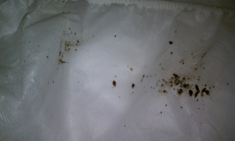 Cleveland OH Bed Bug Hotel and Apartment Reports