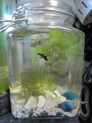 グッピーのビン飼育 雑多だもんで ジ エンド