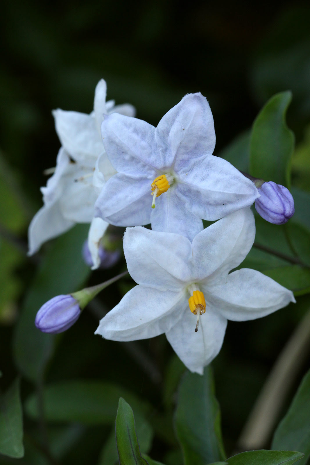 お花の写真集 ツルハナナス 蔓花茄子