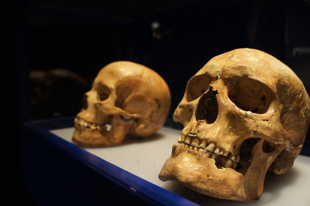 Crânio humano está em constante evolução (Foto: Creative Commons)