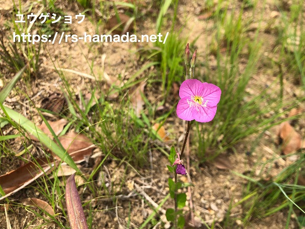 ユウゲショウの育て方 自然植物図鑑