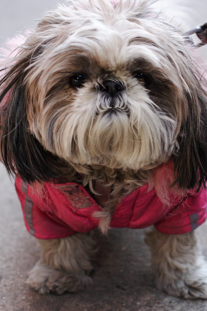 Stella in the snow