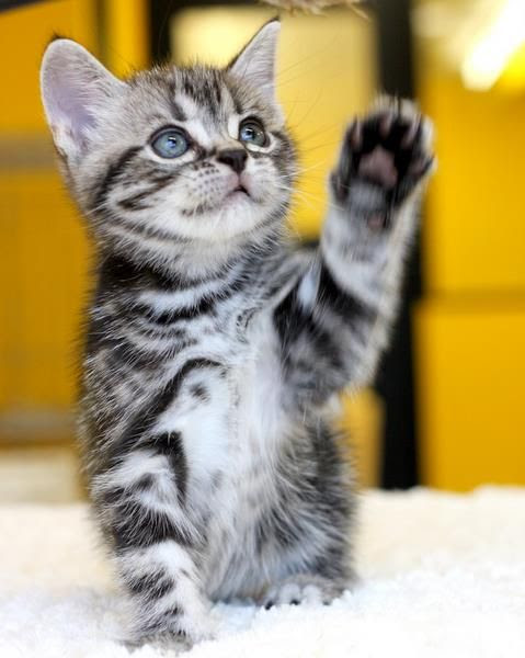 アメリカンショートヘア 可愛いにゃんこ