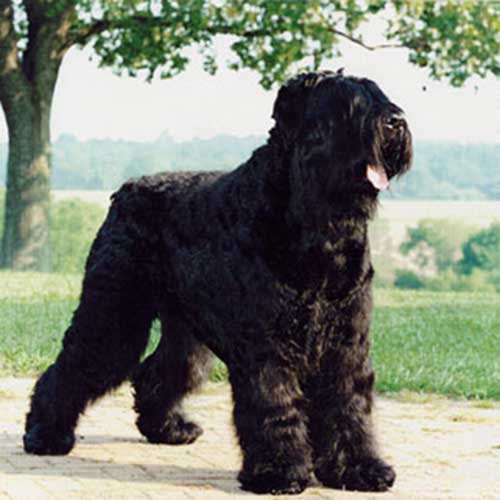 Black Russian Terrier Dog Breed Information