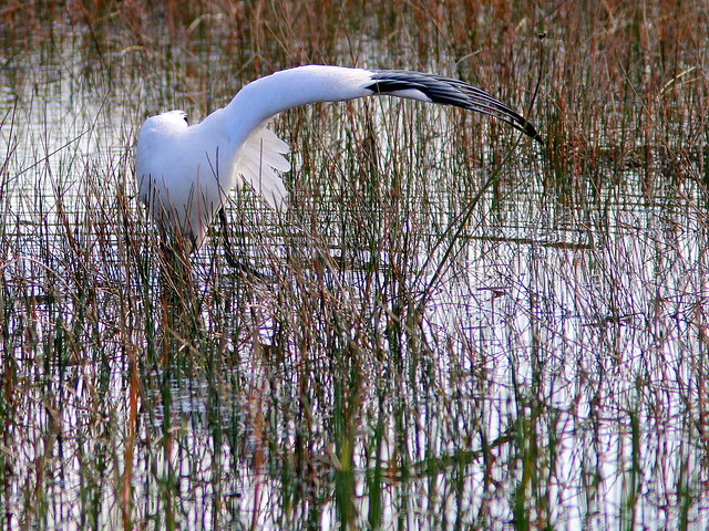 Wood Stork 20130406