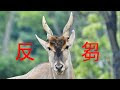 √100以上 エランド 鹿 の 仲間 257577