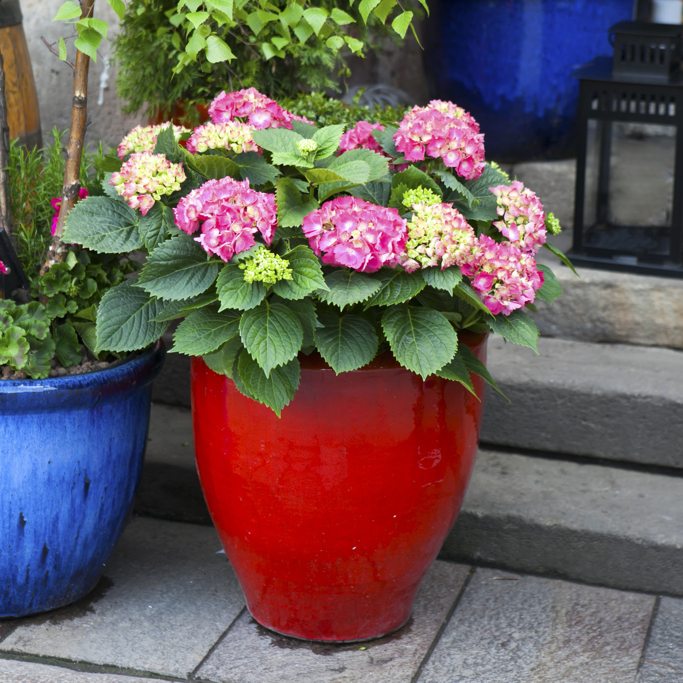 アジサイにぴったりな植木鉢 アジサイの育て方からかんたん剪定まで 植木鉢ナビ