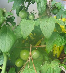 Tiny Tim Tomato Plants