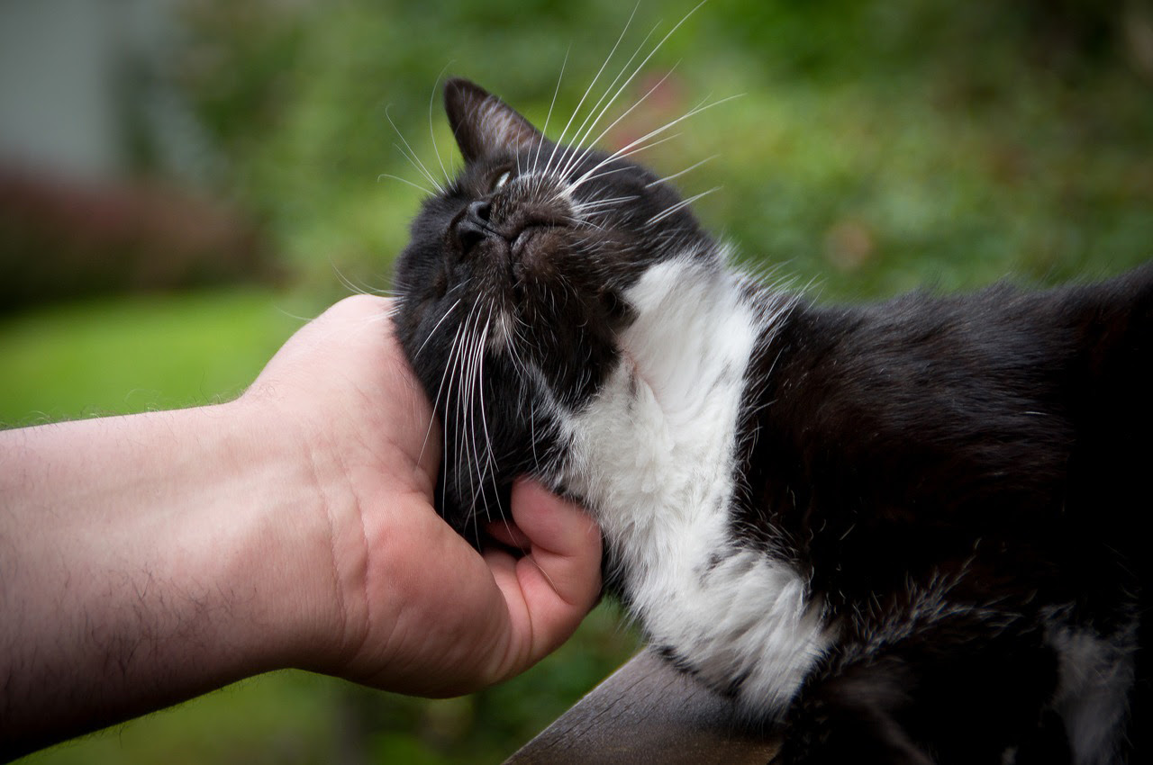 トリマー監修 猫の耳掃除の正しい方法 頻度は こんな耳垢には要注意