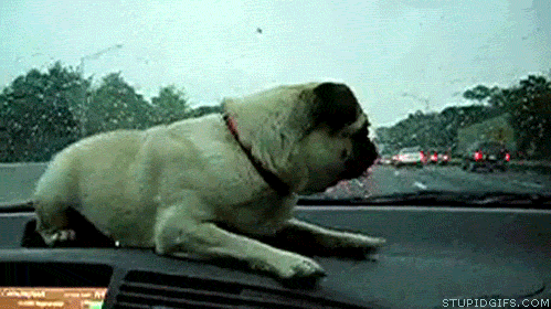 funny Animated Gifs 51