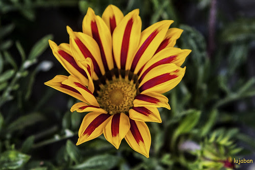 Spanish flower by lujaban