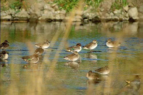 カモ の水掻き 鴨が葱を背負ってくる 隣の貧乏鴨の味 自然工房 やまがら亭 楽天ブログ