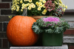 pumpkin 038
