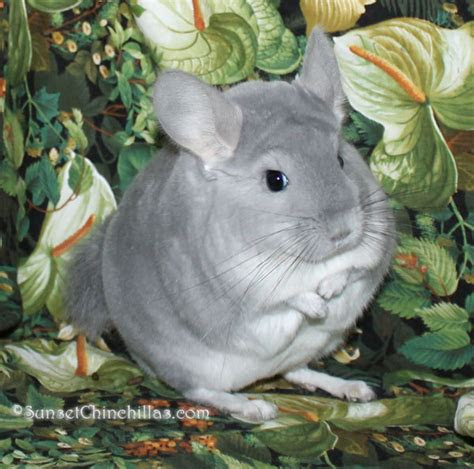 It was first discovered in the late 1960s and it burst onto the jewelry scene thanks to tiffany & co. Pet Chinchilla Care